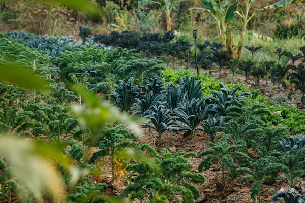 Agriculture research